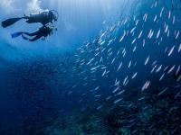 Mercure Maldives Kooddoo Resort