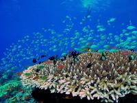 Mercure Maldives Kooddoo Resort